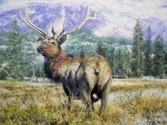 Stag