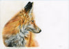 Red Fox - The Wallington Gallery