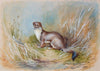 Stoat - The Wallington Gallery