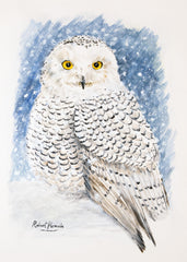 Snowy Owl