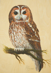 Tawny Owl