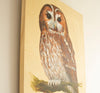 Tawny Owl - The Wallington Gallery
