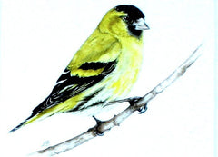 Siskin