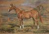 Ginger XVI - The Wallington Gallery
