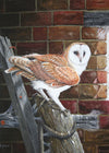 Barn Owl - The Wallington Gallery