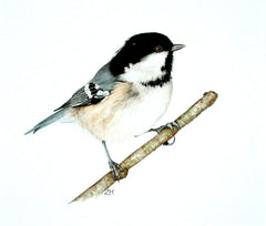 Coal Tit