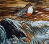 Dipper - The Wallington Gallery