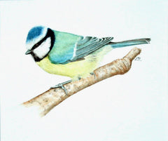 Blue Tit