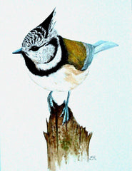 Crested Tit