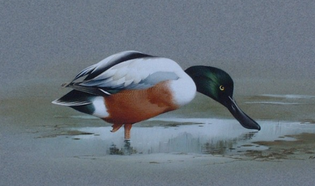 Shoveler - The Wallington Gallery