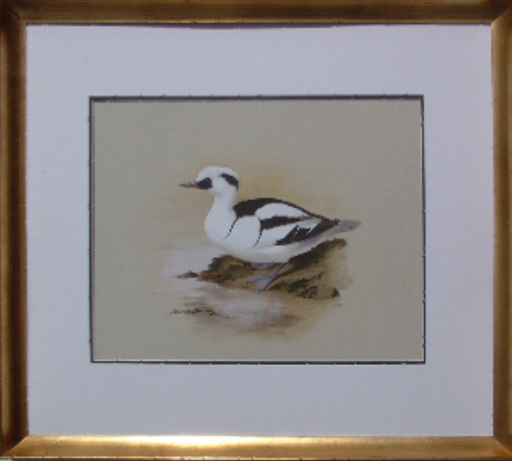 Smew - The Wallington Gallery