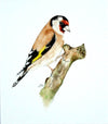 Goldfinch - The Wallington Gallery