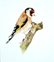 Goldfinch