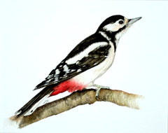 Great Spotted Woodpecker