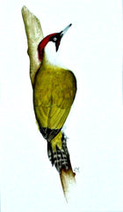 Green Woodpecker