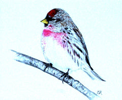 Redpoll