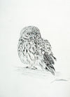 Little Owl - The Wallington Gallery