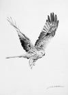 Red Kite - The Wallington Gallery