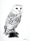 Barn Owl - The Wallington Gallery