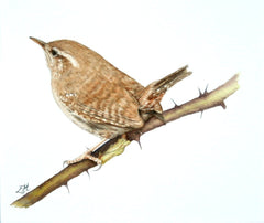 Wren